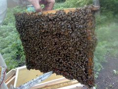 Пчелопакеты и Пчелосемьи Карпатка