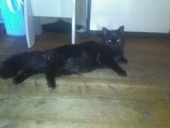 Кот метис перса и сибирской кошки