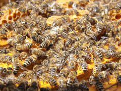 Пчелосемьи,пчелы