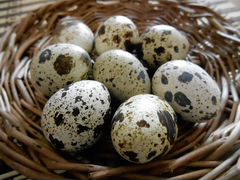 Инкубационное яйцо перепелов, перепелки несушки