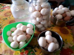 Яйца пекинской и башкирской уток на инкубацию