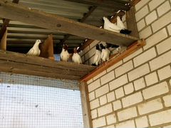 Домашние голуби