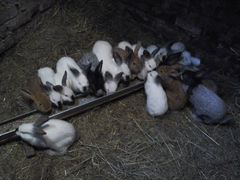Крольчата 2-4 мес. бсс, Калифорния и их помеси