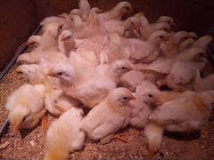 Суточные и подрощенные цыплята Белый Леггорн, Ливе