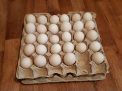 Яйцо инкубационное Барковская Барвистая
