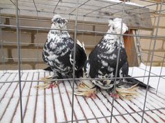 Узбекские голуби