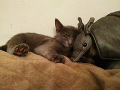 Дымчато-серебряный котенок