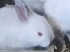 Кролики Калифорнийские от заводчика