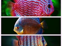 Шикарные аквариумные рыбки для вашего аквариума