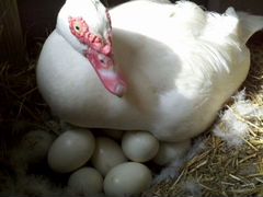 Инкубация Яйцо индоутки, мускусная утка