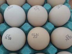 Продается инкубационное яйцо
