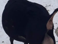 Молочные козы Мурсиано Гранадина