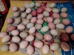 Инкубационное яйцо домашних курочек