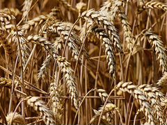 Продам зерно пшеницу 2019 года 10000 кг