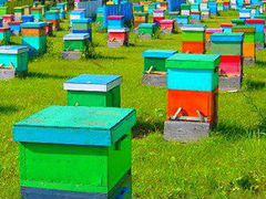 Пчелопакеты и пчелосемьи оптом