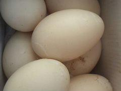 Яйца инкубоционные
