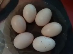 Белефельдер инкубационные яйца