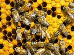 10 пчелосемей-карпаточка и мёд в кубиках