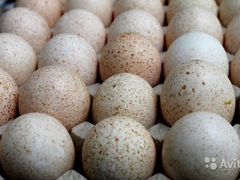 Индюшиные яйца