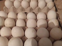 Продаются утиные яйца на инкубацию