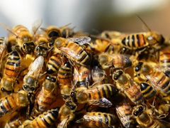 Пакеты пчел и пчелиные семьи