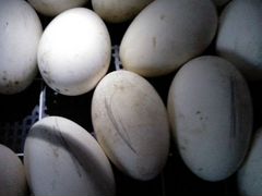 Яйца Гусиные
