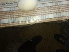Утиные яйца инкубационные