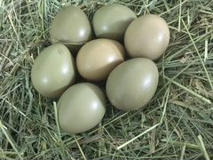 Яйцо фазана
