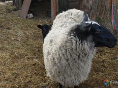 Романовская овца с ягнятами