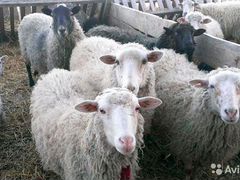 Суягные овцы