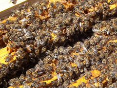 Пчелопакеты, пчелы с 20 апреля 2020 г