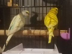 Животные попугаи