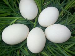Яйца инкубационные утиные