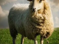 Продам овец и ягнят