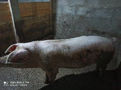 Рабочий хряк ландрас,приглашает свинок на свидание