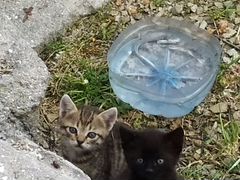 Малюсенькие котята ищут дом