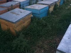 Продажа пчёл