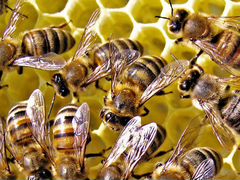 Пчелы, семьи пчел с ульями