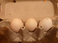 Инкубационное яйцо пушкинских кур