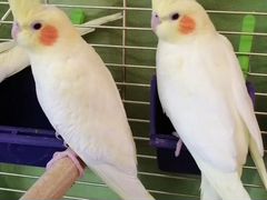 Птенцы попугая Кореллы (лютино), 2-х месячные