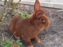 Нзк - Новозеландский Красный кролик. Самец