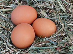 Инкубационные яйца куриные и гусиные
