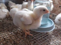 Цыплята бройлер 1-30 дней