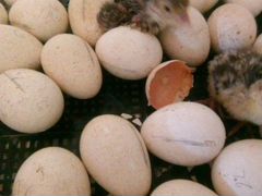 Яйцо индюшинное инкубационное