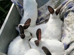 Кролики Калифорнийские