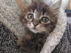 Котенок Антошка, 3 месяца