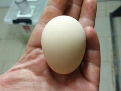 Яйцо инкубационное коб 500 племенное