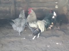 Петух,и 4 курицы