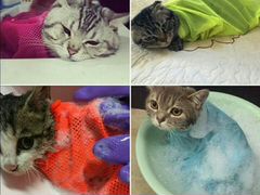 Сумка сетка для мытья кошек и собак