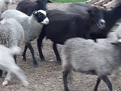 Овцы Рамановская парода